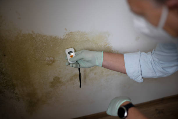 Best Black Mold Remediation in Bartlesville, OK
