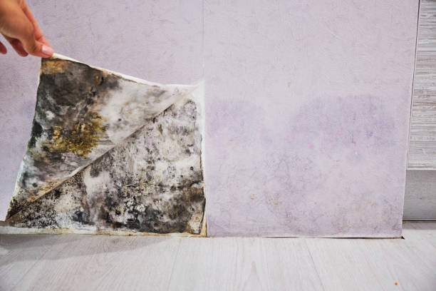 Best Insurance-Related Mold Remediation in Bartlesville, OK